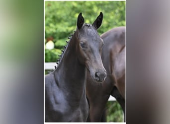 Zangersheider, Stallion, Foal (04/2025), 16.1 hh, Smoky-Black