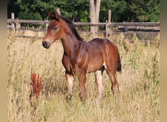 Zangersheider, Stallion, Foal (05/2023), 16.2 hh, Bay-Dark
