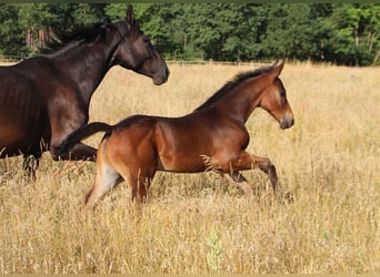 Zangersheider, Stallion, Foal (05/2023), 16.2 hh, Bay-Dark
