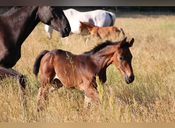 Zangersheider, Stallion, Foal (05/2023), 16.2 hh, Bay-Dark
