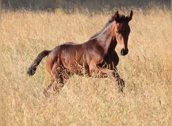 Zangersheider, Stallion, Foal (05/2023), 16.2 hh, Bay-Dark