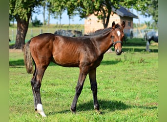 Zangersheider, Stallion, Foal (04/2023), 16.2 hh, Brown