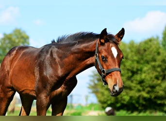 Zangersheider, Stallion, Foal (04/2023), 16.2 hh, Brown