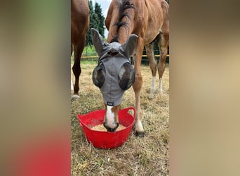 Zangersheider, Stallion, Foal (05/2026), 16.2 hh, Brown