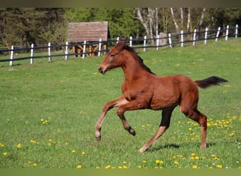 Zangersheider, Stallion, Foal (03/2023), 16.2 hh, Brown