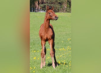 Zangersheider, Stallion, Foal (03/2023), 16.2 hh, Brown