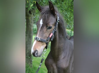 Zangersheider, Stallion, Foal (04/2024), 16.2 hh, Brown