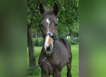 Zangersheider, Stallion, Foal (04/2024), 16.2 hh, Brown