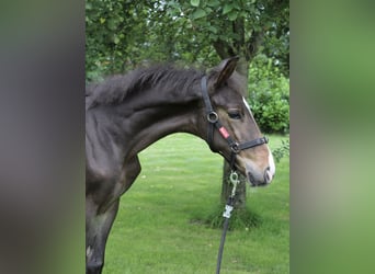 Zangersheider, Stallion, Foal (04/2024), 16.2 hh, Brown