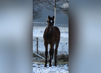 Zangersheider, Stallion, Foal (04/2023), 16.2 hh, Brown