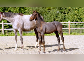 Zangersheider, Stallion, Foal (05/2026), 16.2 hh, Grey