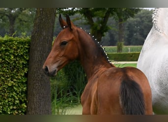 Zangersheider, Stallion, Foal (05/2024), 16,3 hh, Brown