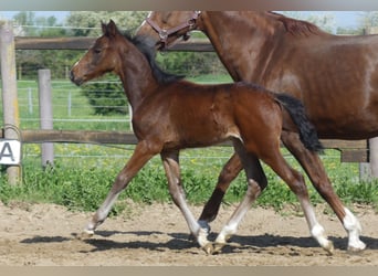 Zangersheider, Stallion, , 16 hh, Brown