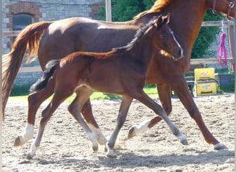 Zangersheider, Stallion, , 16 hh, Brown
