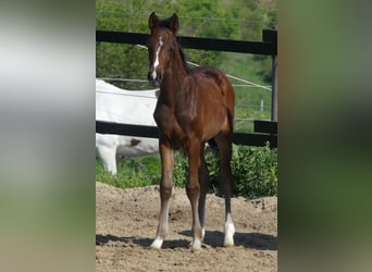 Zangersheider, Stallion, , 16 hh, Brown
