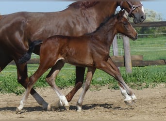Zangersheider, Stallion, , 16 hh, Brown