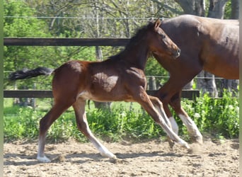 Zangersheider, Stallion, , 16 hh, Brown