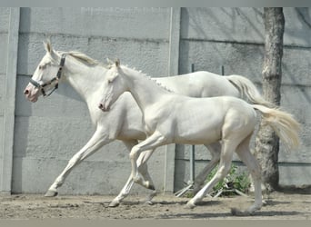 Zangersheider, Stallion, Foal (02/2024), 16 hh, Cremello