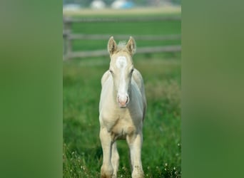 Zangersheider, Stallion, Foal (02/2024), 16 hh, Cremello