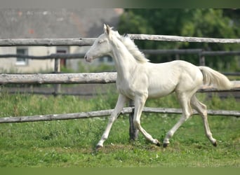 Zangersheider, Stallion, Foal (02/2024), 16 hh, Cremello