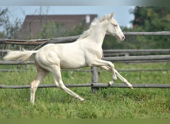 Zangersheider, Stallion, Foal (02/2024), 16 hh, Cremello