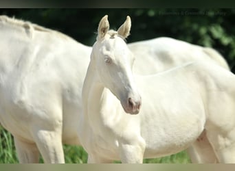 Zangersheider, Stallion, Foal (02/2024), 16 hh, Cremello