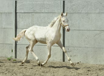 Zangersheider, Stallion, Foal (02/2024), 16 hh, Cremello