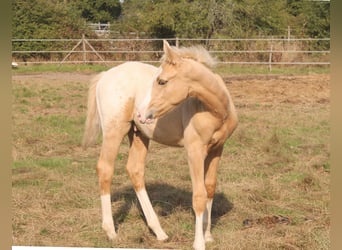 Zangersheider, Stallion, Foal (06/2024), 16 hh, Palomino