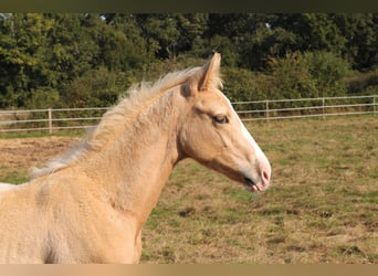 Zangersheider, Stallion, Foal (06/2024), 16 hh, Palomino