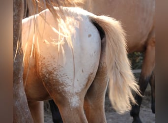 Zangersheider, Stallion, Foal (06/2024), 16 hh, Palomino