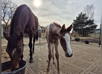 Zangersheider, Stallion, Foal (01/2024), 16 hh, Roan-Red