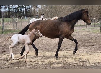 Zangersheider, Stallion, Foal (01/2024), 16 hh, Roan-Red