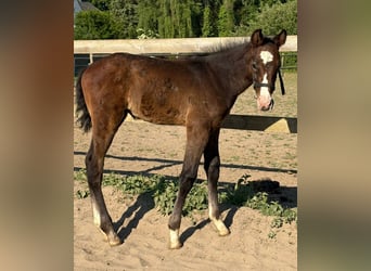 Zangersheider, Stallion, Foal (04/2025), 16,1 hh, Can be white