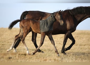 Zangersheider, Stallion, Foal (05/2025), 16,1 hh, Smoky-Black