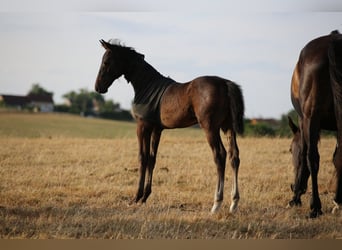 Zangersheider, Stallion, Foal (05/2025), 16,1 hh, Smoky-Black
