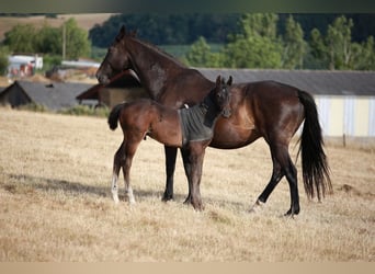 Zangersheider, Stallion, Foal (05/2025), 16,1 hh, Smoky-Black