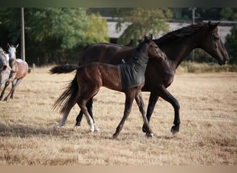 Zangersheider, Stallion, Foal (05/2025), 16,1 hh, Smoky-Black