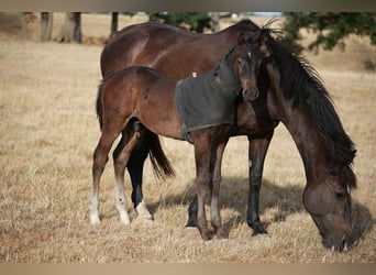 Zangersheider, Stallion, Foal (05/2025), 16,1 hh, Smoky-Black