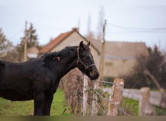 Zangersheider, Stallion, Foal (05/2025), 16,2 hh, Smoky-Black