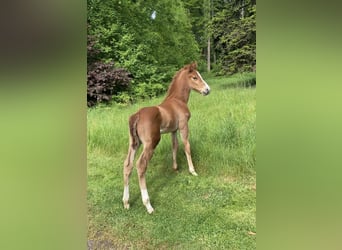 Zangersheider, Stallion, , 16,3 hh, Chestnut-Red