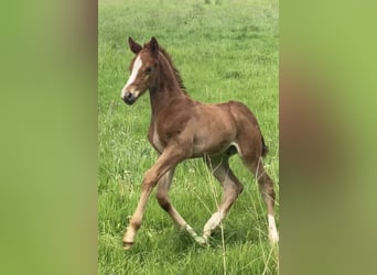 Zangersheider, Stallion, , 16,3 hh, Chestnut-Red
