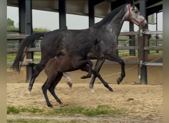 Zangersheider, Stallion, , 17 hh, Bay-Dark