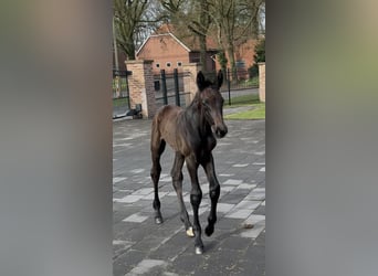 Zangersheider, Stallion, , 17 hh, Bay-Dark