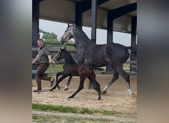 Zangersheider, Stallion, , 17 hh, Bay-Dark