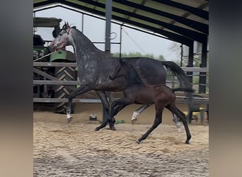 Zangersheider, Stallion, , 17 hh, Bay-Dark
