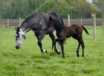 Zangersheider, Stallion, , 17 hh, Bay-Dark