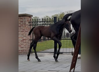 Zangersheider, Stallion, , 17 hh, Bay-Dark