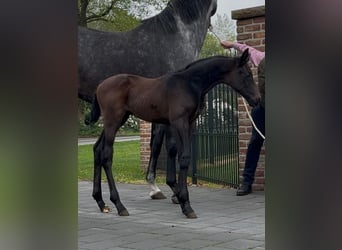 Zangersheider, Stallion, , 17 hh, Bay-Dark