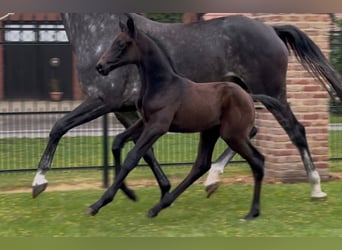 Zangersheider, Stallion, , 17 hh, Bay-Dark