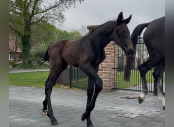 Zangersheider, Stallion, , 17 hh, Bay-Dark